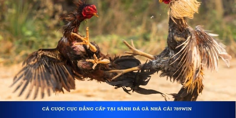 789WIN | Link Vào 789win.com Casino Mới Nhất Update 2025 Cá cược cực đẳng cấp tại sảnh đá gà nhà cái 789Win